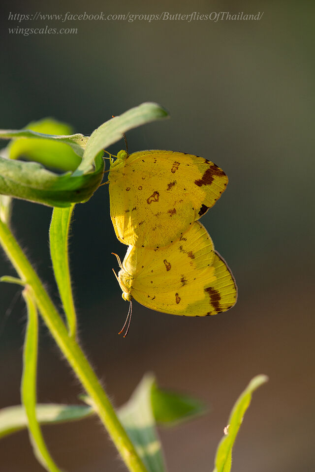 Eurema hecabe hecabe