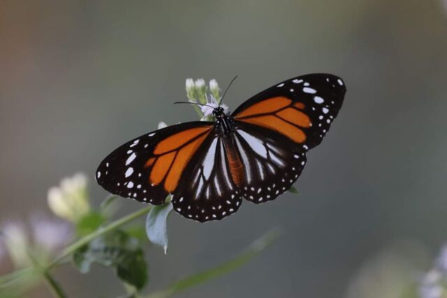 Danaus melanippus hegesippus