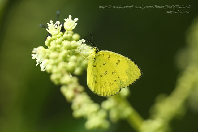 Eurema simulatrix sarinoides