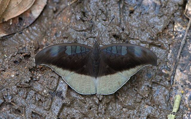 Cynitia cocytus ambrysus