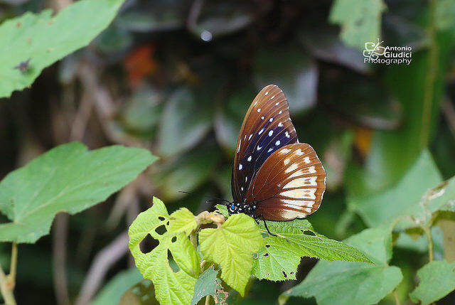 Penthema darlisa merguia