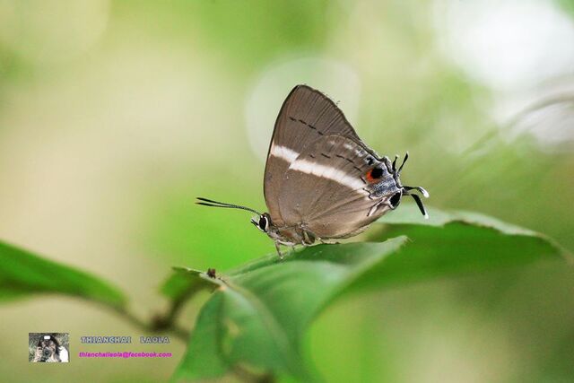 Dacalana sinhara aoyamai