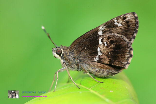 Hyarotis adrastus praba