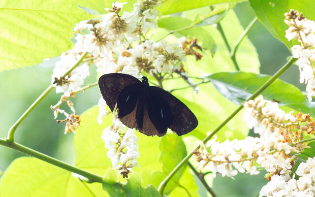 Euploea eunice leucogonis