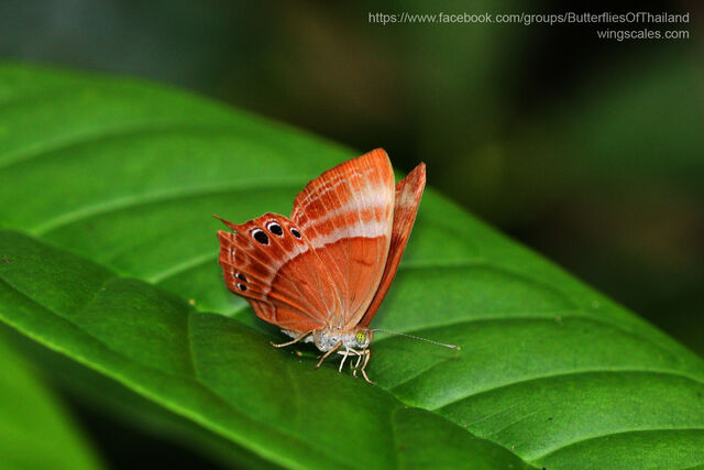 Abisara saturata meta