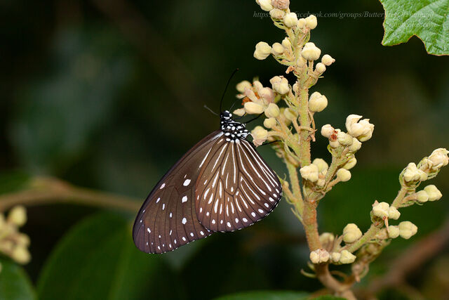 Euploea mulciber mulciber