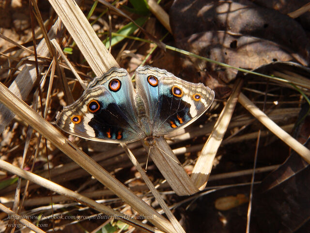 Junonia orithya ocyale
