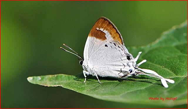 Suasa lisides lisides