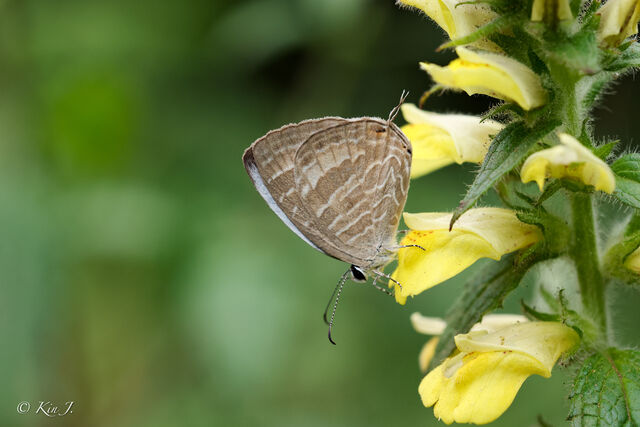 Jamides celeno aelianus