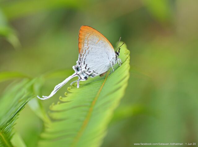 Cheritra freja freja