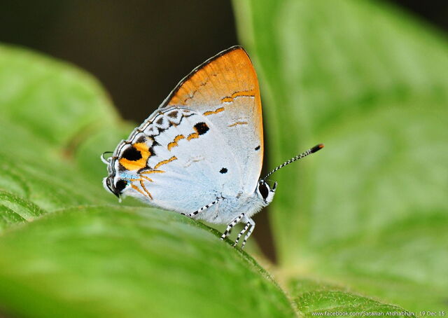 Hypolycaena othona semanga