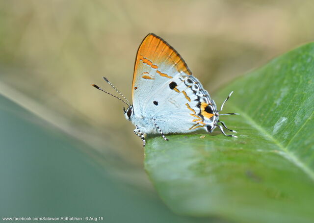 Hypolycaena othona semanga