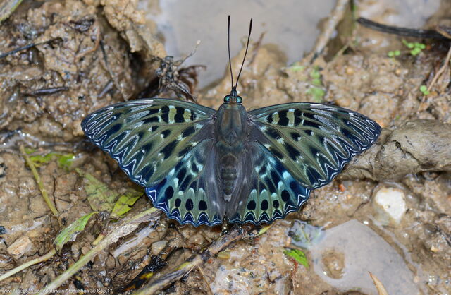 Dichorragia nesimachus machates