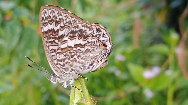Poritia hewitsoni tavoyana