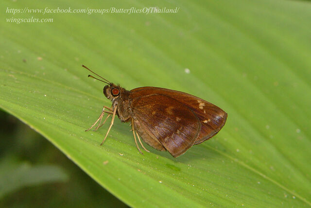 Psolos fuligo subfasciatus