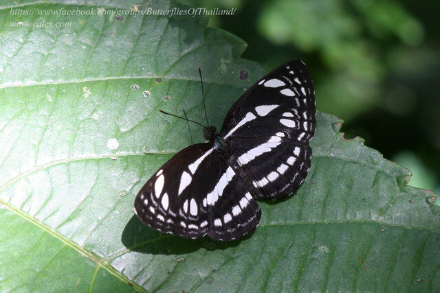 Neptis duryodana nesia