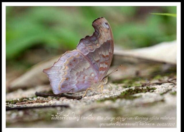 Terinos atlita ikarii