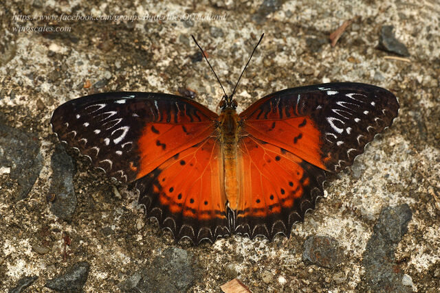 Cethosia biblis biblis