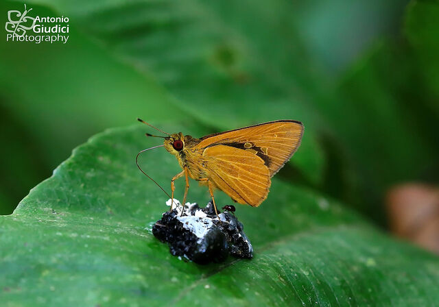 Xanthoneura corissa indrasana