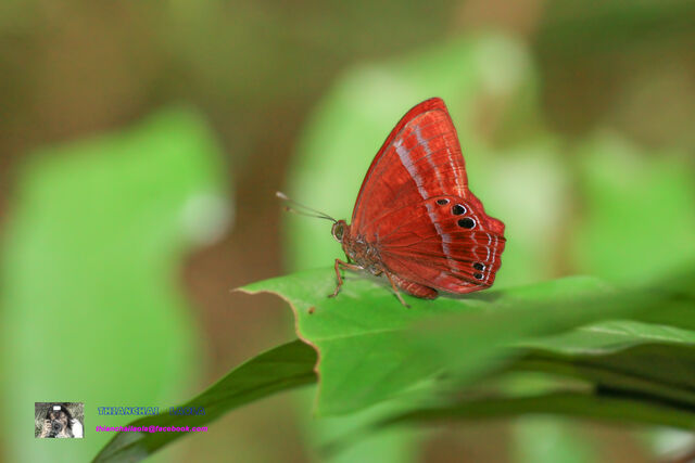 Abisara saturata meta