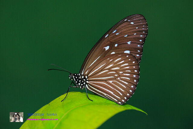 Euploea mulciber mulciber
