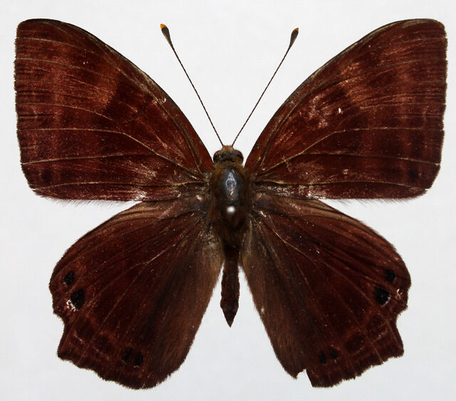 Abisara bifasciata angulata