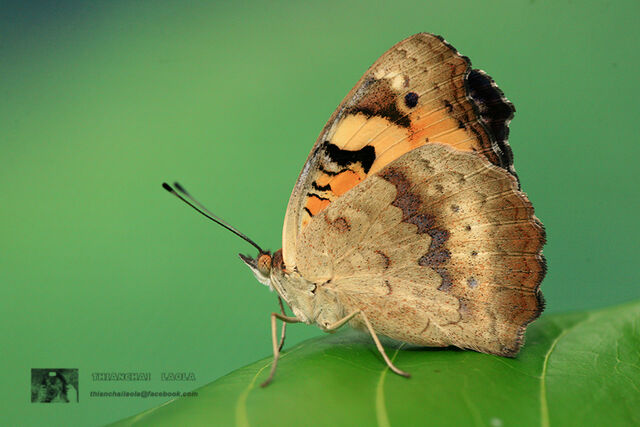 Junonia hierta hierta