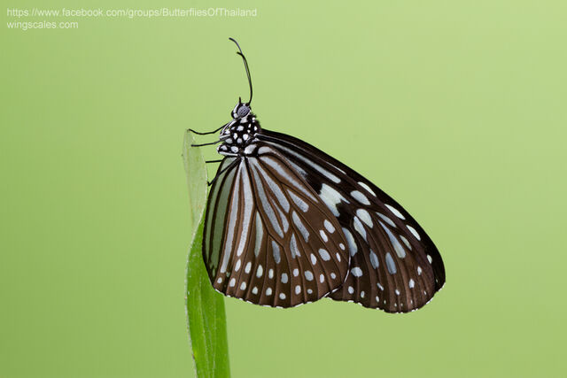 Ideopsis similis persimilis