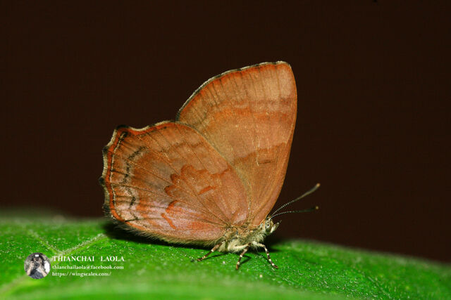 Simiskina phalia potina