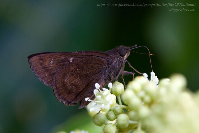 Hyarotis microstictum microstictum