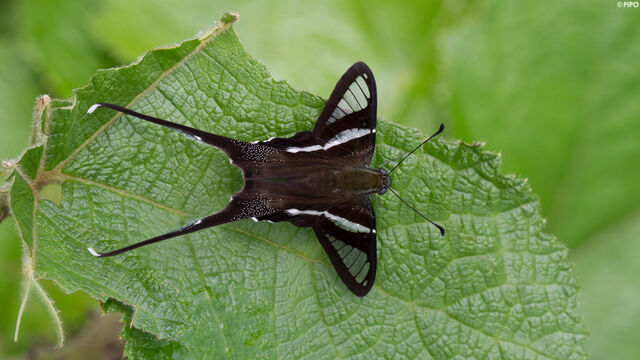 Lamproptera curius curius