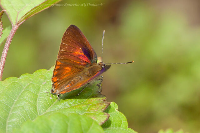 Deudorix staudingeri
