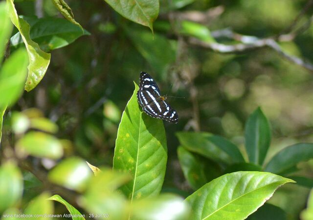 Athyma clerica clerica