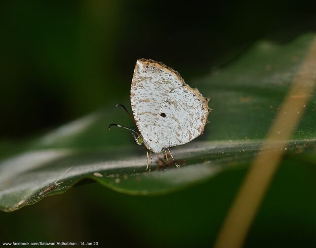 Allotinus substrigosus substrigosus