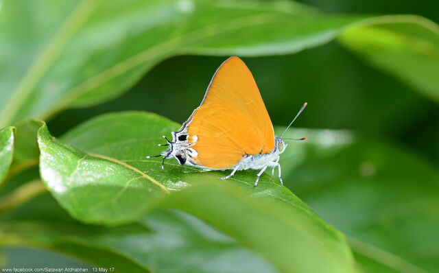 Pseudotajuria donatana donatana