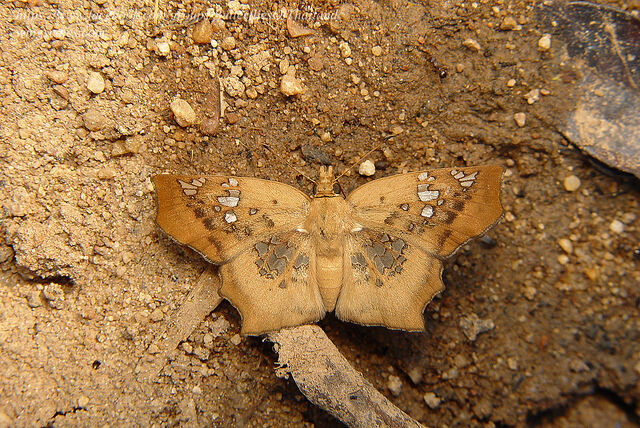 Tapena vasava vasava