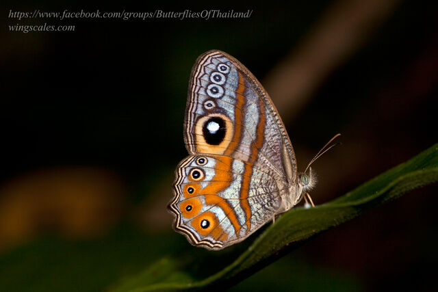 Erites argentina delia