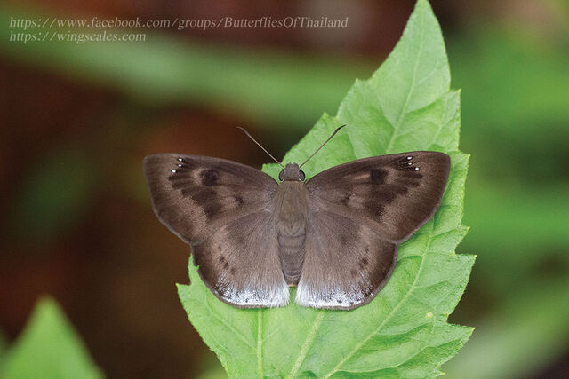 Tagiades gana meetana