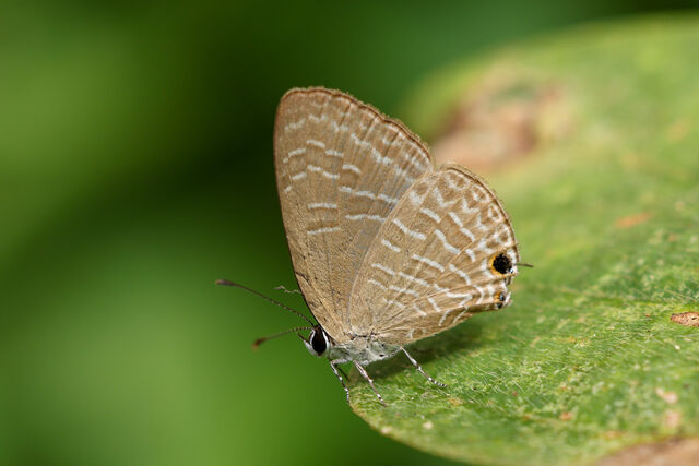 Jamides bochus bochus