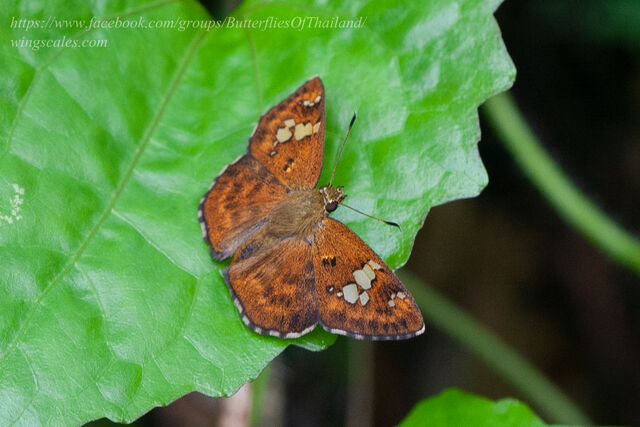 Pseudocoladenia fabia