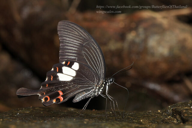 Papilio helenus helenus