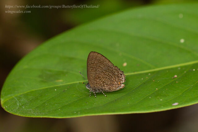 Poritia philota philota