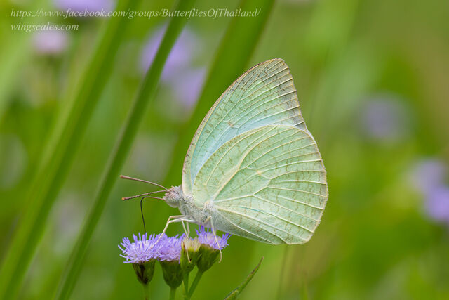 Catopsilia pyranthe pyranthe