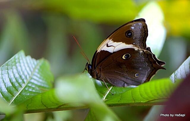 Neorina patria westwoodi