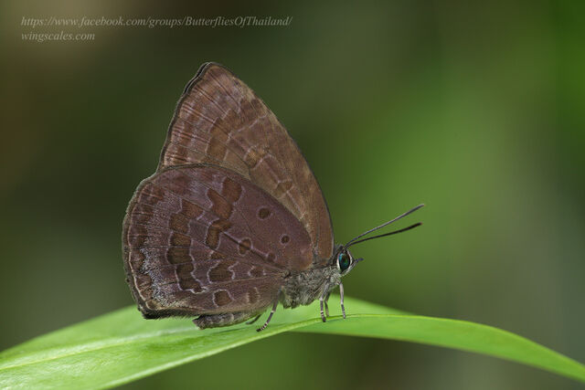 Arhopala arvina aboe