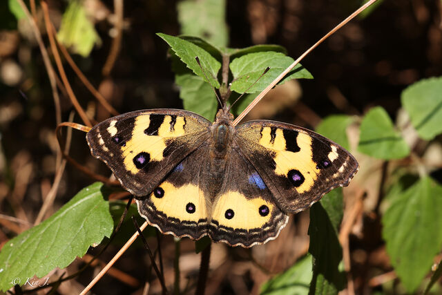 Junonia hierta hierta
