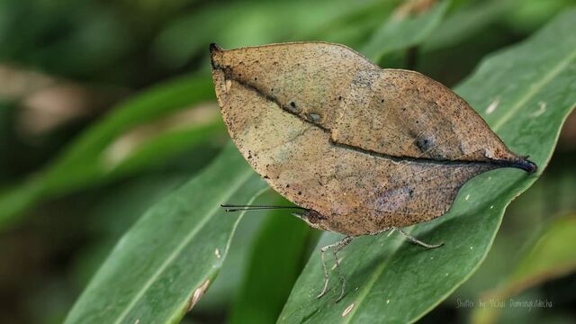 Kallima inachus alboinachus