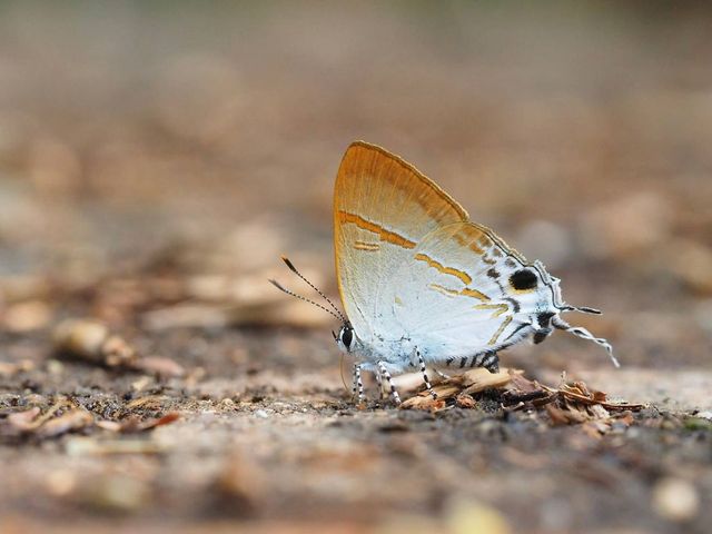 Hypolycaena merguia merguia