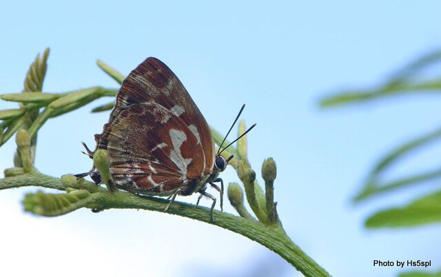 Iraota timoleon timoleon