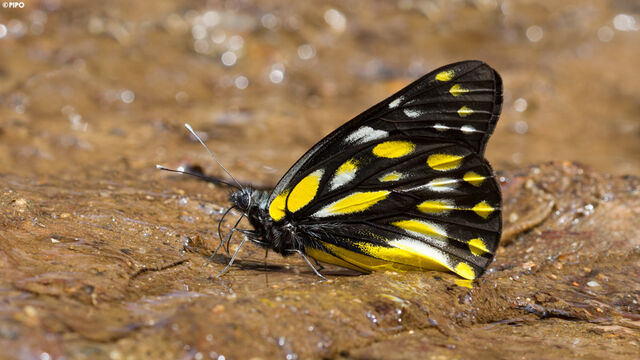 Delias berinda yadanula